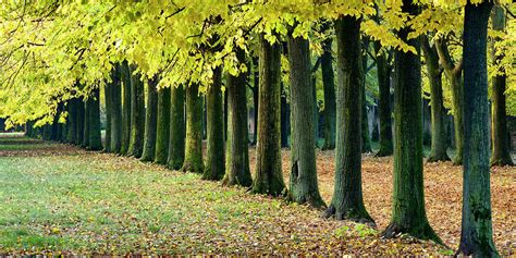 Trees In Autumn, Italy Digital Art by Massimo Ripani - Fine Art America