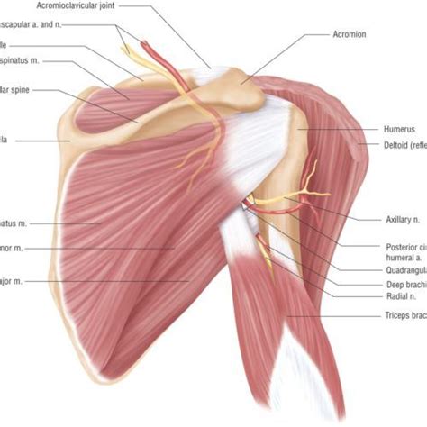 Shoulder Blade Anatomy Diagram Shoulder Blade Muscle Anatomy Body ...