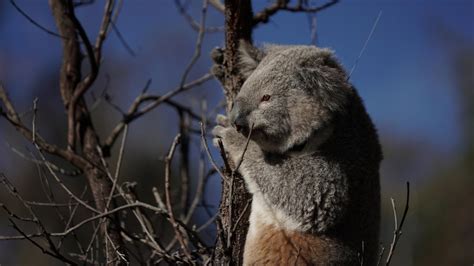 WWF tests drones to spread eucalypt seed in NSW koala habitat destroyed by bushfires | KidsNews