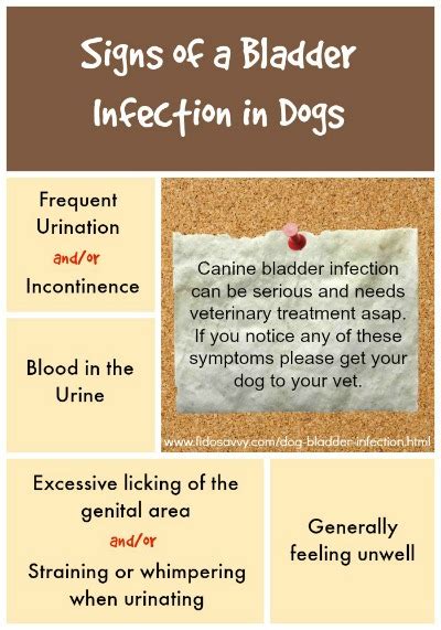 Dog Bladder Infection - Causes, Symptoms & Treatment