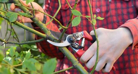 A Guide to Buying the Best Garden Scissors - gardeningjar.com