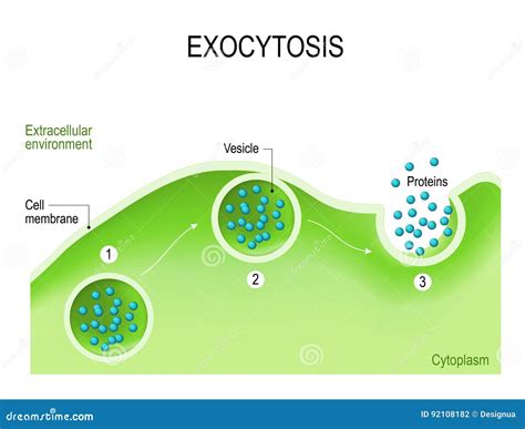 Endocytosis And Exocytosis Diagram Vector Illustration