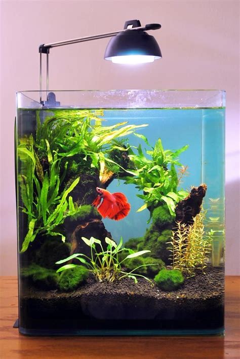 gallon fish tank ideas Planted Aquarium, Betta Aquarium, Aquarium Nano, Nature Aquarium ...