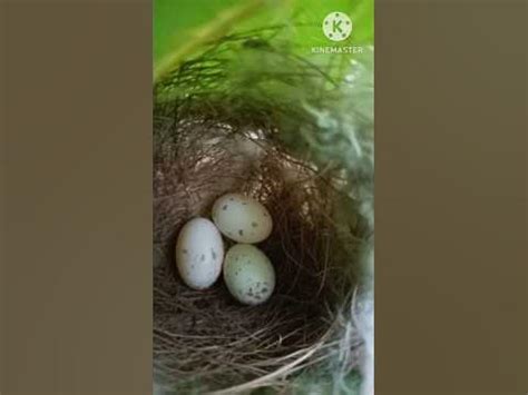 Tuntuni bird eggs🥚//tailorbird nest with egg #shorts #viral #trending - YouTube