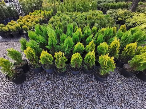 Thuja Trees – Thuja Supply