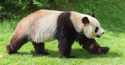 Giant Pandas: Diet, Behaviour & Conservation | IFAW