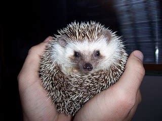 salt and pepper albino hedgehog FOR SALE ADOPTION from Penang Butterworth @ Adpost.com ...