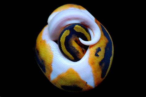 Piebald Ball Python - 2 by JAMills on DeviantArt