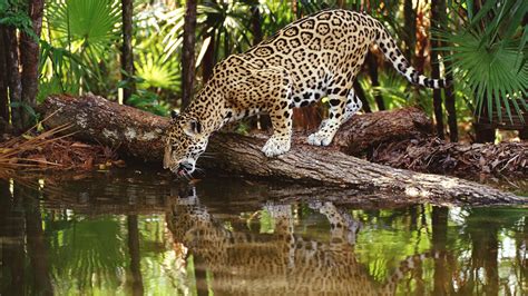 Amazon Rainforest Jaguar