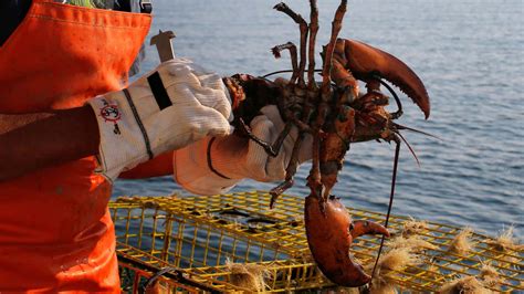 Maine lobster issue demonstrates just how tricky sustainability is