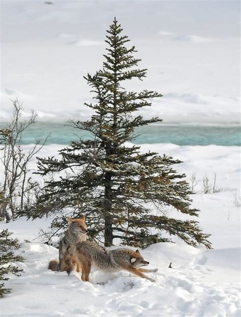 A Special Time for Coyote ~ Mating Season – Coyote Lives in Maine