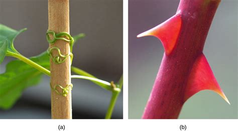 Stems | Biology for Majors II