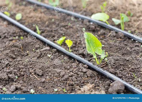 Irrigation System in the Green House Stock Image - Image of irrigate ...