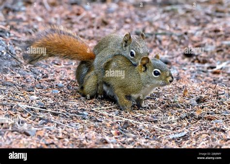 Two red squirrels "Tamiasciurus hudsonicus", mating on the forest floor ...