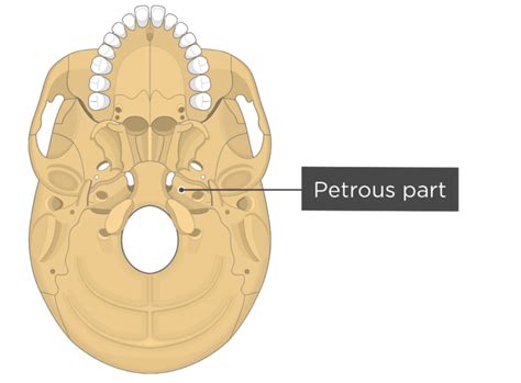 Skull Bone Markings - Inferior View - Part 2