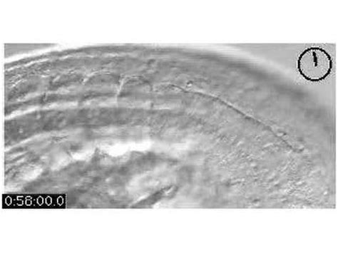 Myotome formation in a zebrafish - YouTube