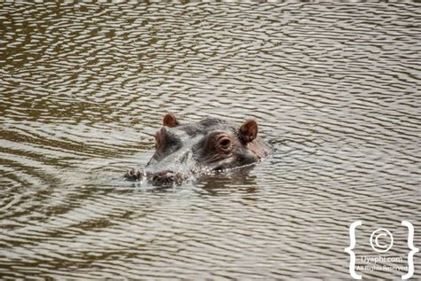 Kruger Wildlife Gallery | Kruger Photo Gallery