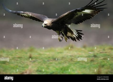 Golden Eagle flying Stock Photo - Alamy