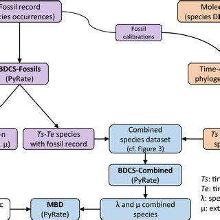 Bayesian time-calibrated phylogeny of Carcharhiniformes and evolution... | Download Scientific ...