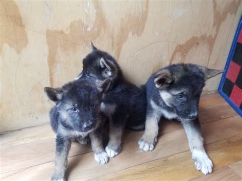 For Sale: Akita/ Shepherd Mix Puppies - Kingston