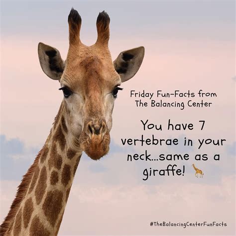 Look for more Friday fun facts! Have a great weekend! 🦒 . . . . . . #chiropractor #chiropractic ...