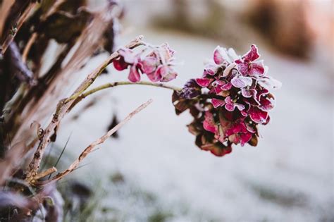 The 15 Best Cold-Weather Plants That Can Withstand Harsh Winter Temps ...