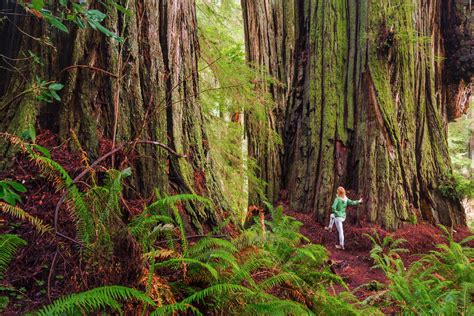 Candelabra Redwood Tree