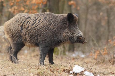 Wild boar with tusks 2. stock image. Image of winter - 18886429