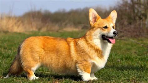 Dịch vụ phối giống chó Corgi tại TPHCM - Dịch Vụ Huấn Luyện Chó