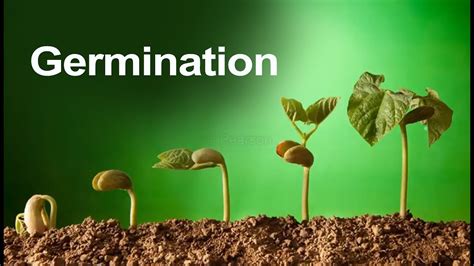 "SEED GERMINATION" Seed germination may be defined as the fundamental ...