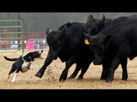 Watch Cow Herding Dogs at the Southern Farm Show - YouTube