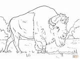 Bison Grazing On Grasses Coloring Page  Free Printable Pages sketch template