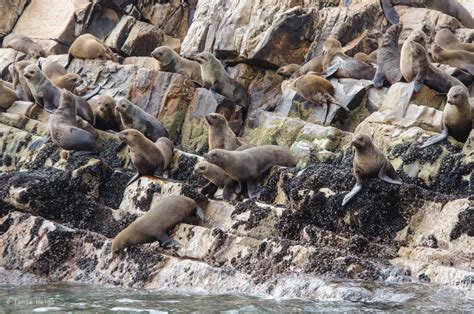 Seals in the Robberg Nature Reserve in Plettenberg Bay, South Africa