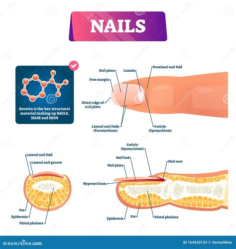 Nail Anatomy Wikidoc