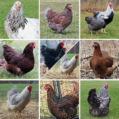 Hatching Eggs: Wyandotte Lot Assortment, Backyard Bunch Location - My ...