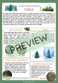 Forest Biome - Taiga: Plant Adaptations, Information, Reading Comprehension