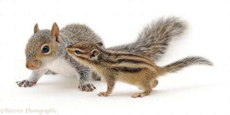 Cute Animals Pictures - Chipmunk and Grey Squirrel, WP08880.