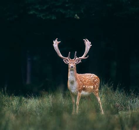 Fallow Deer