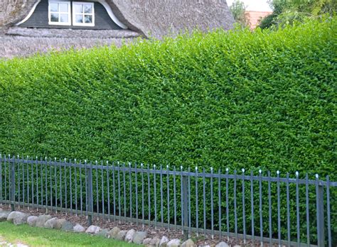 Fast Growing Hedges - Fast Growing Hedging Plants - Fast Tall Hedge