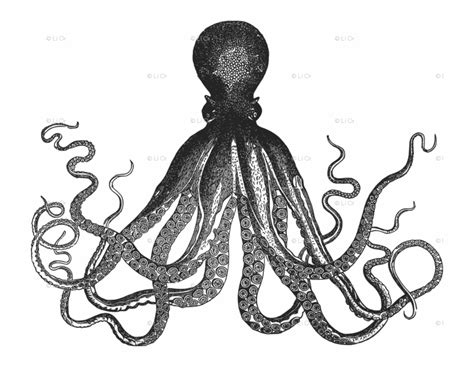 Free Kraken Silhouette, Download Free Kraken Silhouette png images, Free ClipArts on Clipart Library