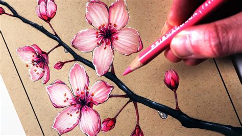 Is Drawings Of Cherry Blossoms Still Relevant? - Painters Legend