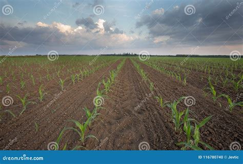 Corn crop rows in field stock photo. Image of country - 116780740