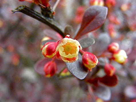 Barberry flower~ | en.wikipedia.org/wiki/Berberis | vikisuzan | Flickr