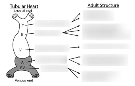 embryonic heart tube and adult structures Diagram | Quizlet