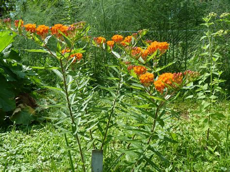 Orange Butterfly bush | Flickr - Photo Sharing!