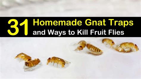 31 Homemade Gnat Traps and Ways to Kill Fruit Flies