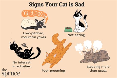 Is Your Cat Depressed? Signs, Causes, and Treatment