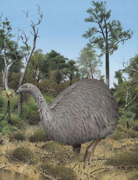 Eastern moa | New Zealand Birds Online | Extinct birds, Prehistoric animals, Prehistoric wildlife