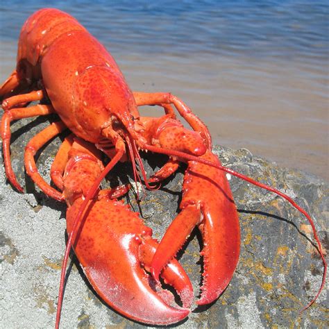 Discover the Best Places to Get Lobster in Maine: A Seafood Lover's Guid