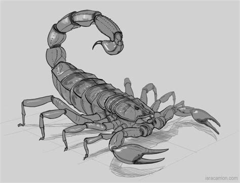 Scorpion drawing | Scorpion tattoo, Scorpio art, Scorpion